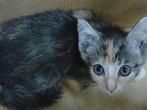 A2480931 - Domestic Short Hair available for adoption