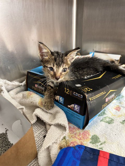 *SNIFFLES - Domestic Short Hair available for adoption