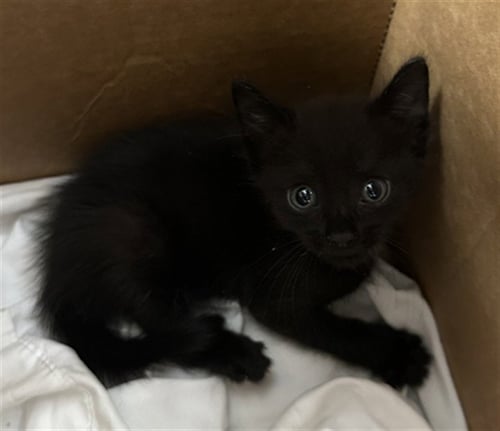 A2480239 - Domestic Short Hair available for adoption