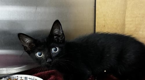 ANDREW - Domestic Short Hair available for adoption