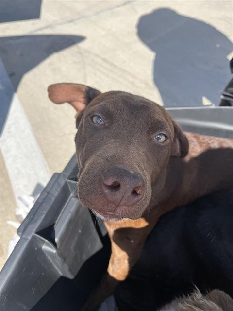 BIGG - Labrador Retriever available for adoption