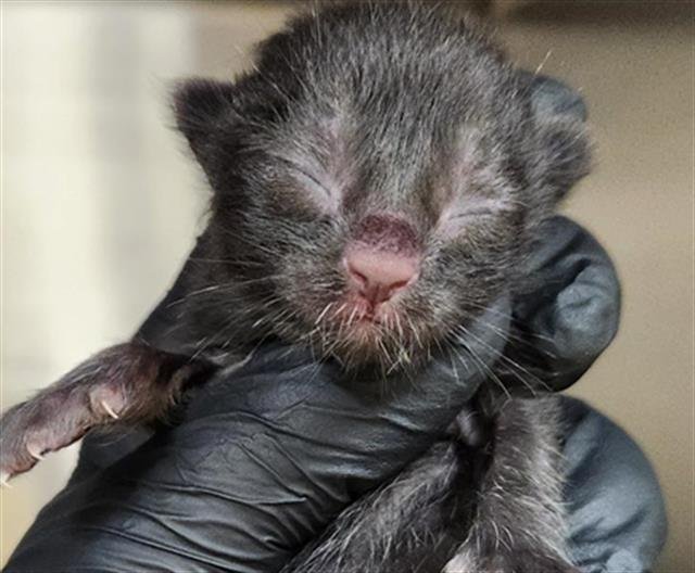 BLACK BEAN - Domestic Short Hair available for adoption