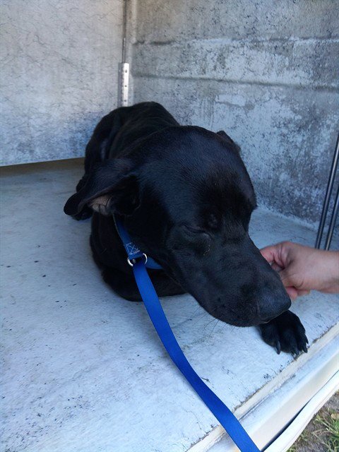 ALEX - Labrador Retriever available for adoption