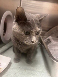 URSULA - Domestic Short Hair available for adoption