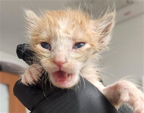 A2476267 - Domestic Short Hair available for adoption