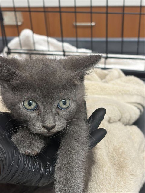 TOMMY - Domestic Short Hair available for adoption