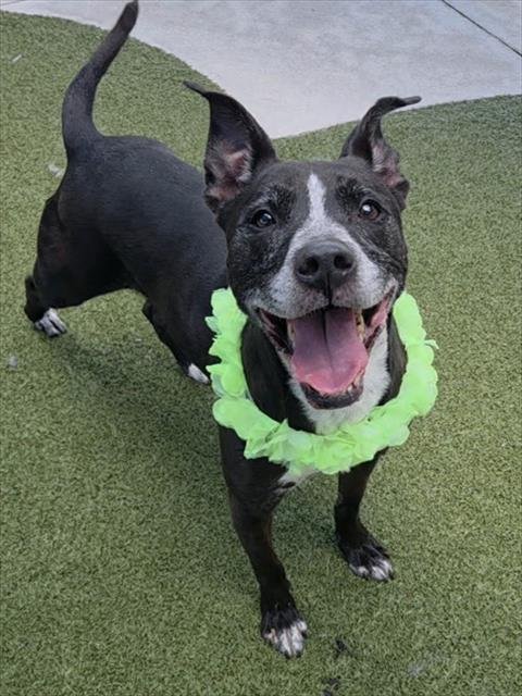 TESLA - American Staffordshire Terrier available for adoption
