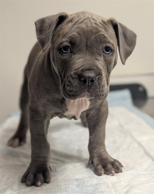 STERLING - American Staffordshire Terrier available for adoption