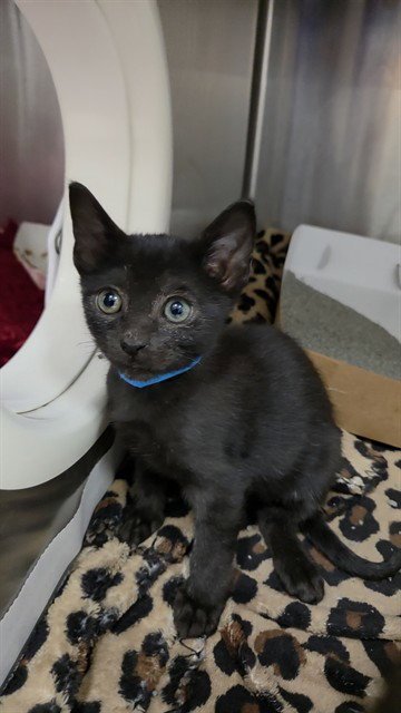 A2478882 - Domestic Short Hair available for adoption
