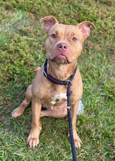 PERCY - American Staffordshire Terrier available for adoption