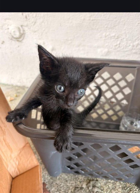 A2479275 - Domestic Short Hair available for adoption