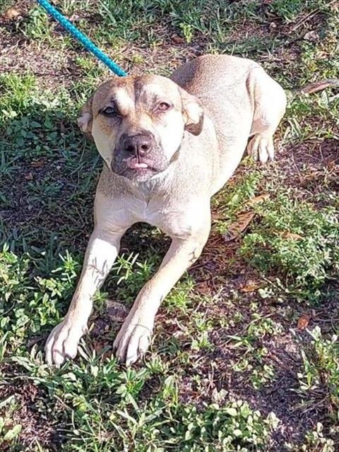 SUGAR - German Shepherd Dog available for adoption