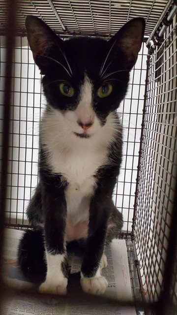 A2478014 - Domestic Short Hair available for adoption