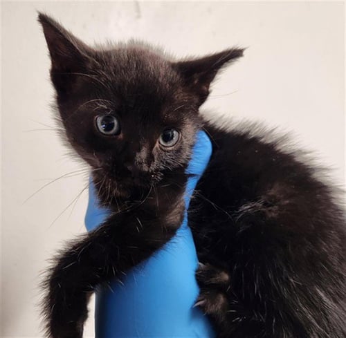 MARVOLIO - Domestic Short Hair available for adoption