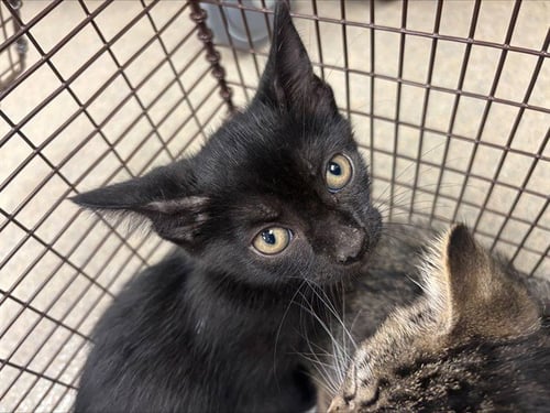 GUNTHER - Domestic Short Hair available for adoption