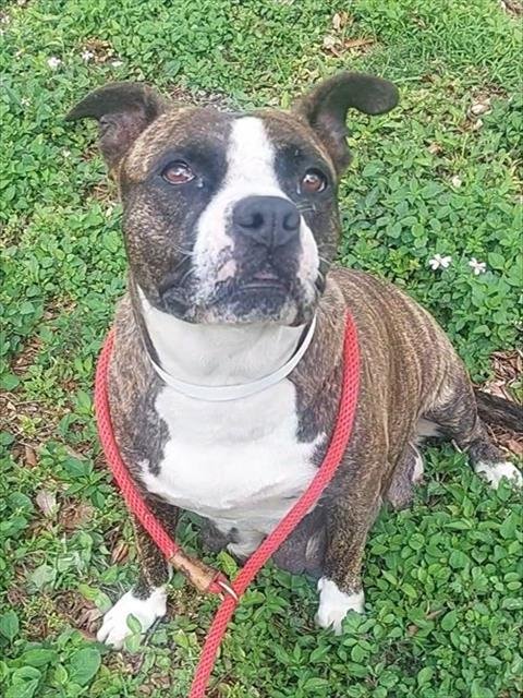 APRIL - American Staffordshire Terrier available for adoption
