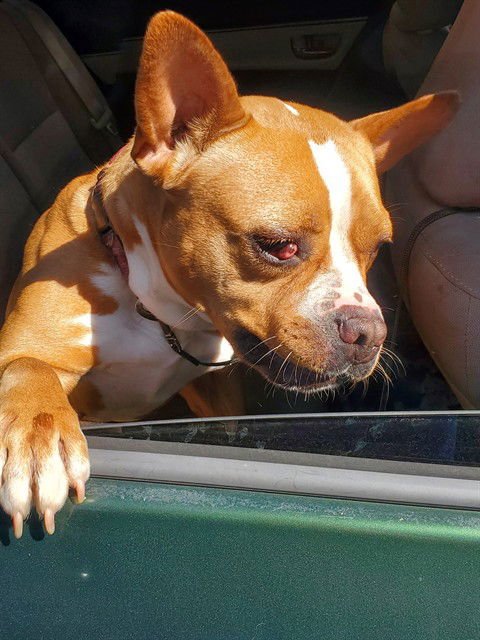 JACKIE - Staffordshire Bull Terrier available for adoption