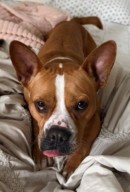 JACKIE - Staffordshire Bull Terrier available for adoption