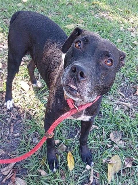 BON BON - American Staffordshire Terrier available for adoption