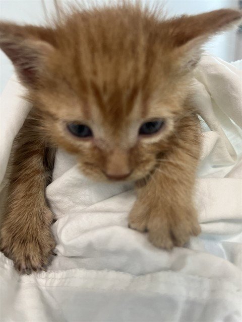 A2480748 - Domestic Short Hair available for adoption