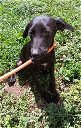 ASHHOLLOW - English Coonhound available for adoption