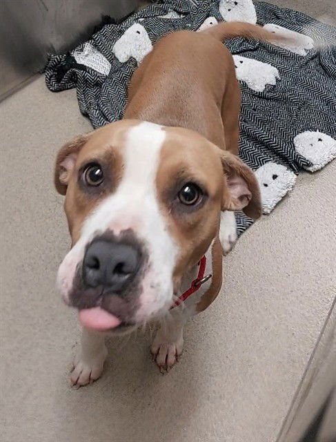 BABY - American Staffordshire Terrier available for adoption