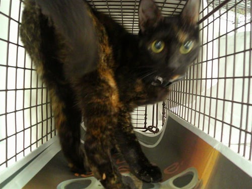 A2478726 - Domestic Short Hair available for adoption