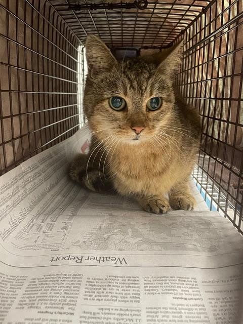 TABITHA - Domestic Short Hair available for adoption