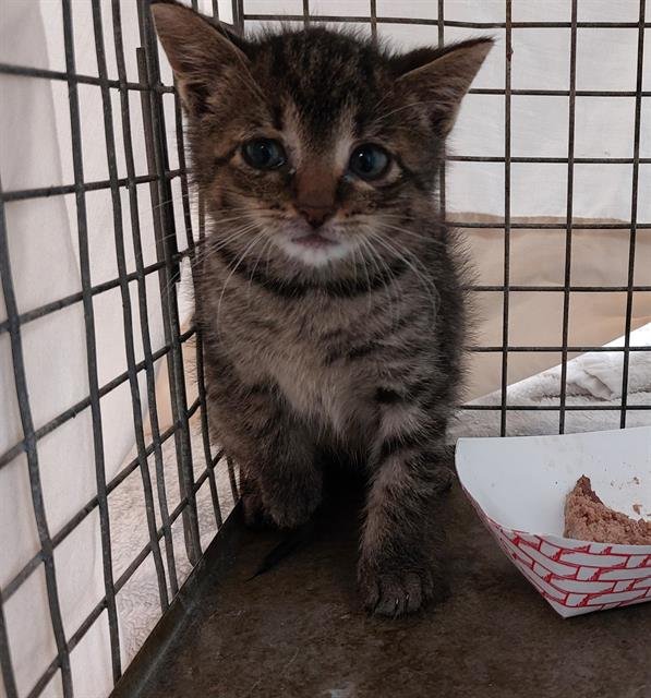 PICO - Domestic Short Hair available for adoption