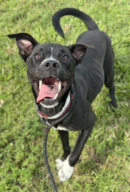 JANESSA - Labrador Retriever available for adoption