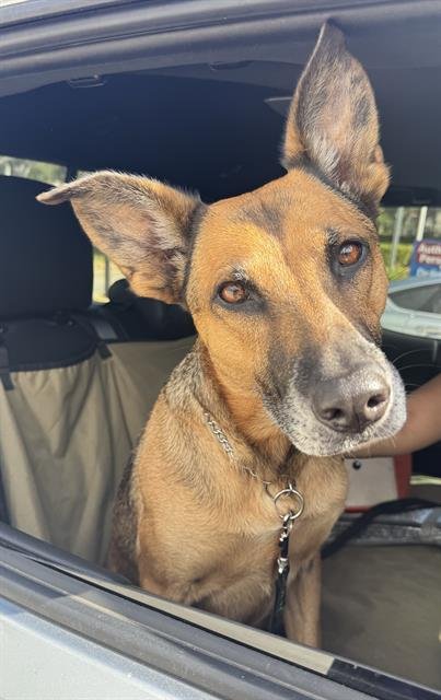 KIRA - German Shepherd Dog available for adoption