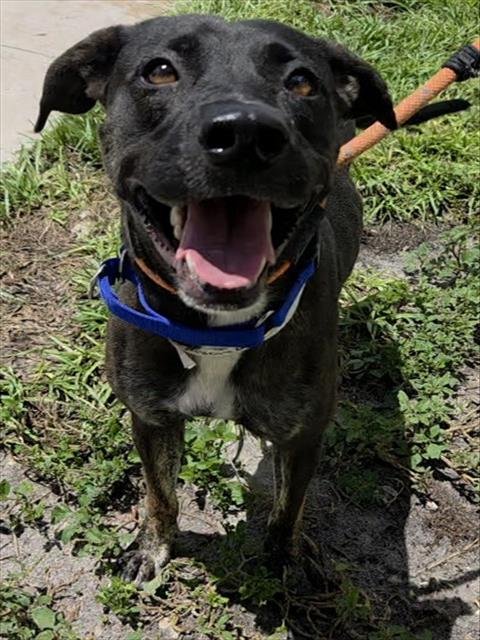 MELROSE - Labrador Retriever available for adoption