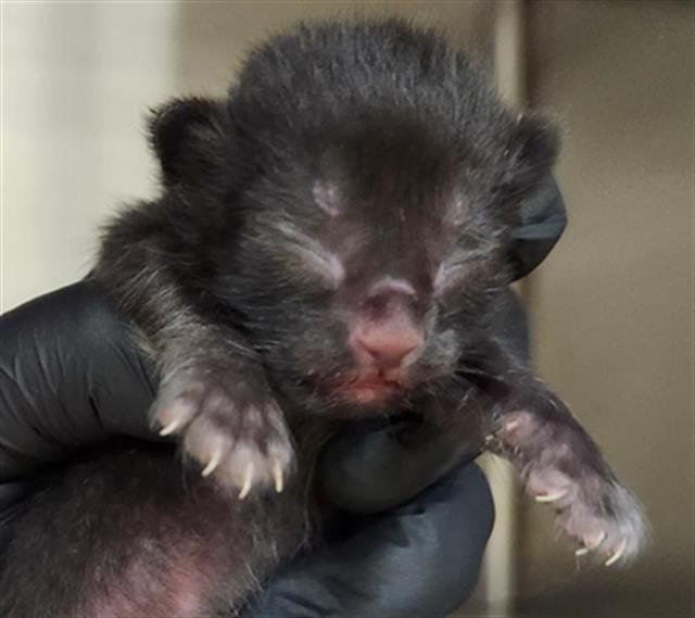 NAVY - Domestic Short Hair available for adoption