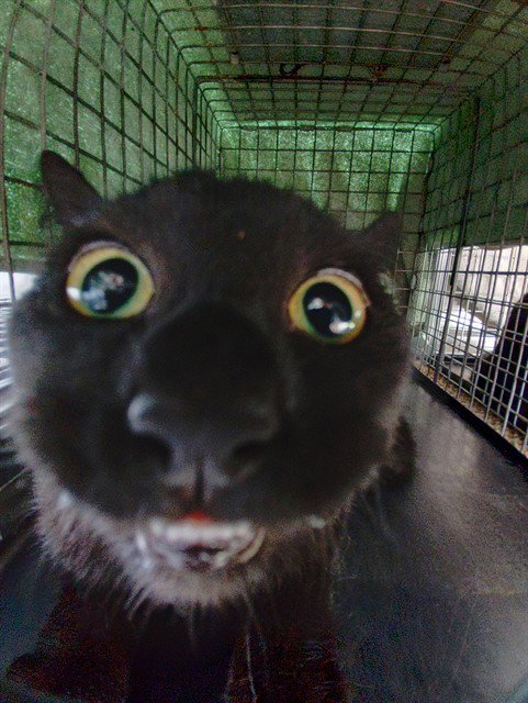 A2481572 - Domestic Short Hair available for adoption