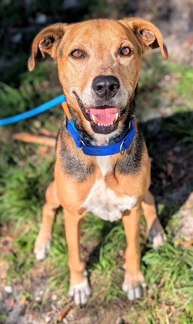ZEUS 4 - Harrier / German Shepherd Dog available for adoption
