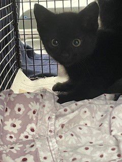 NIGHT - Domestic Short Hair available for adoption