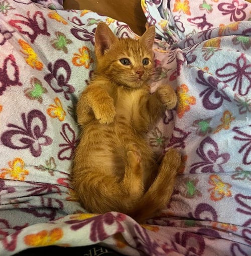 A2480865 - Domestic Short Hair available for adoption