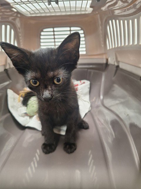 RANI - Domestic Short Hair available for adoption