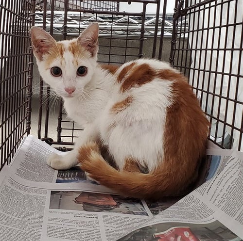 A2478278 - Domestic Short Hair available for adoption