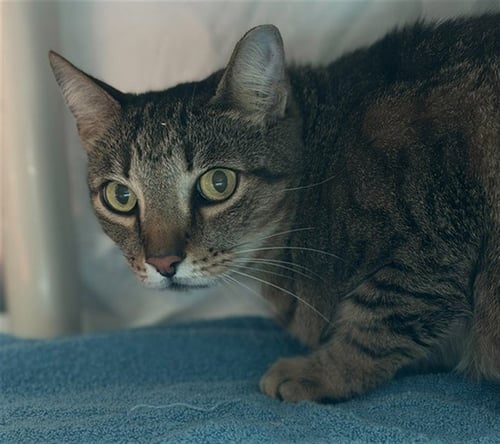 TIGER - Domestic Short Hair for adoption in Fort Lauderdale