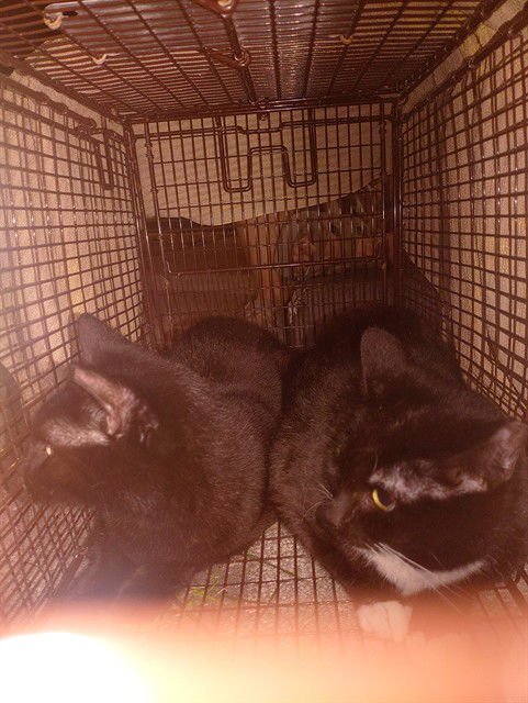 JESSY - Domestic Short Hair available for adoption