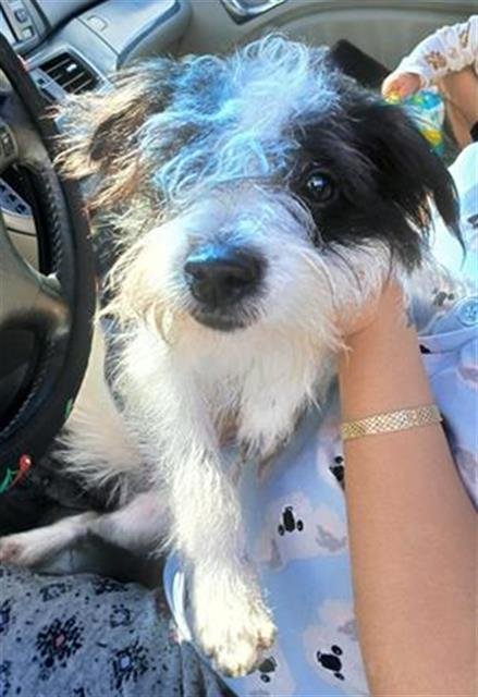 LOKI - Rat Terrier available for adoption