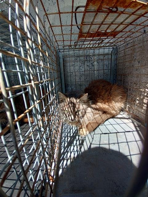 MIKEY - Domestic Long Hair available for adoption