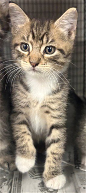 *BARREL - Domestic Short Hair available for adoption