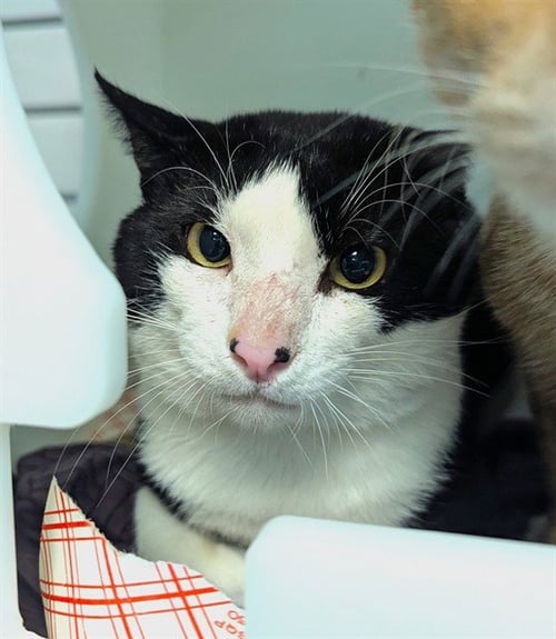 GALAXY - Domestic Short Hair available for adoption