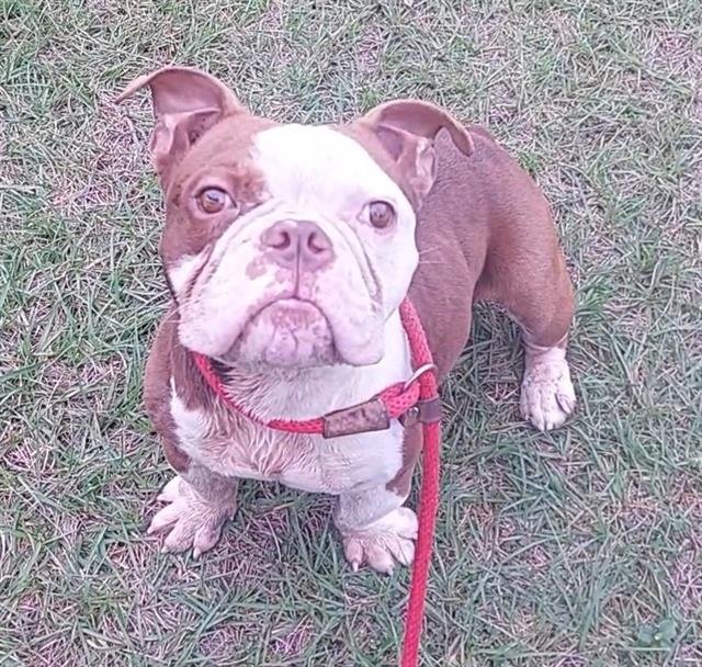 NATHAN - English Bulldog available for adoption