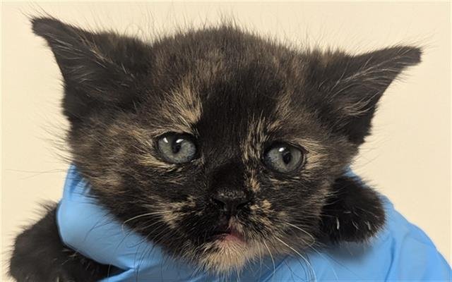 CINDY LOU - Domestic Short Hair available for adoption