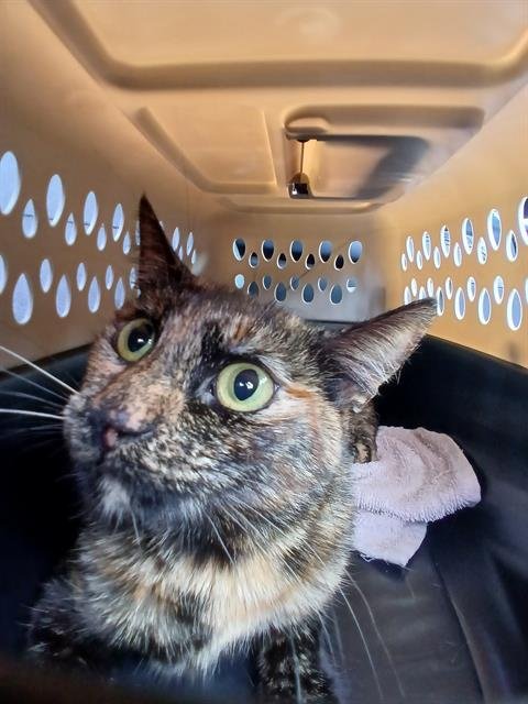 ISADORA - Domestic Short Hair available for adoption