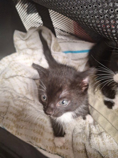 A2480360 - Domestic Short Hair available for adoption