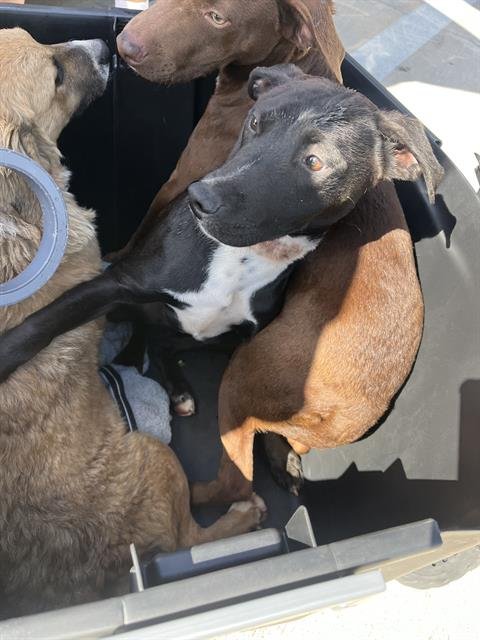 LESTER - Labrador Retriever available for adoption